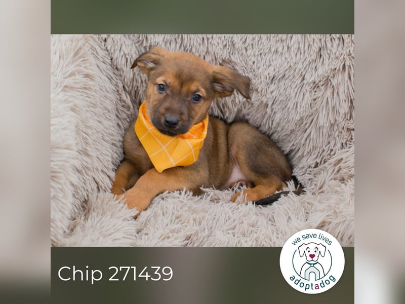 Chip 271439 sucht ein Zuhause