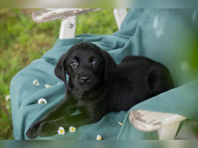 Chip 255286 sucht ein Zuhause