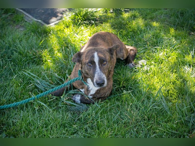 Chip 255560 sucht ein Zuhause