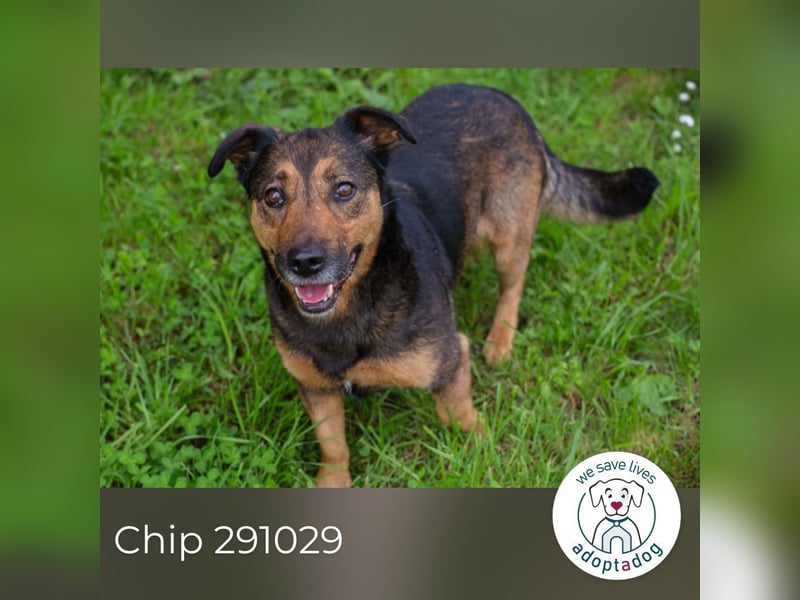Chip 291029 sucht ein Zuhause