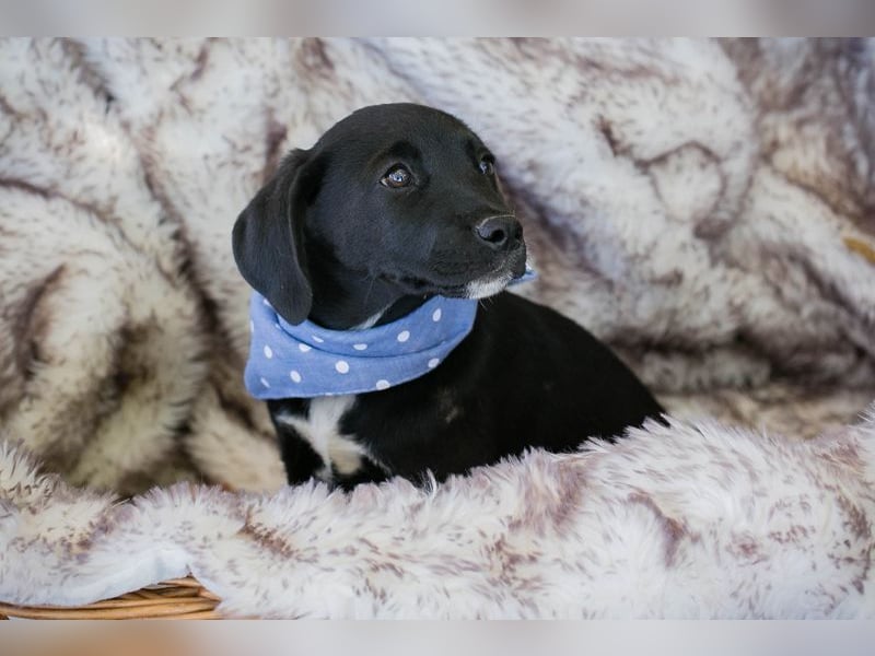 Chip 256873: Hundekind sucht ein Zuhause