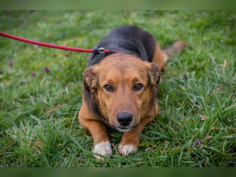 Chip 271673 sucht ein Zuhause