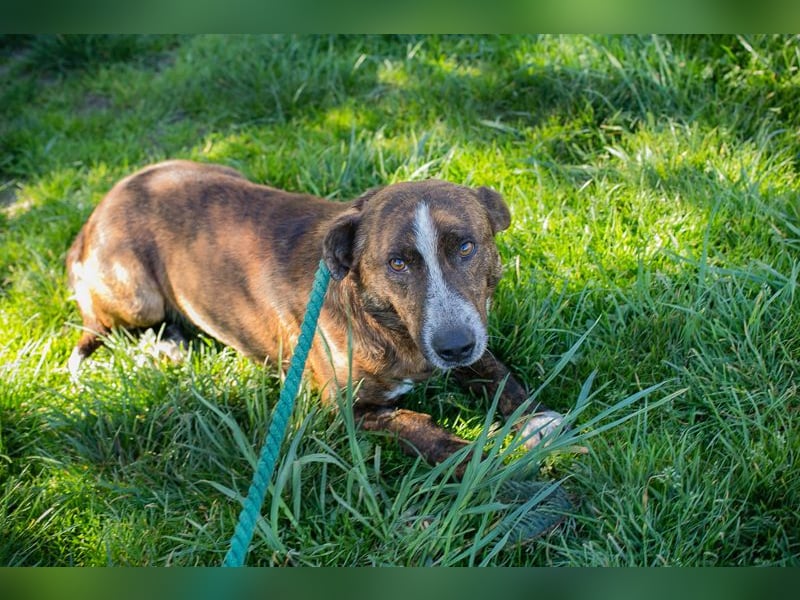 Chip 255560 sucht ein Zuhause