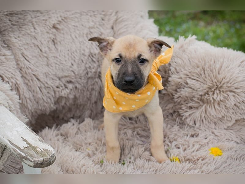 Chip 272005 sucht ein Zuhause