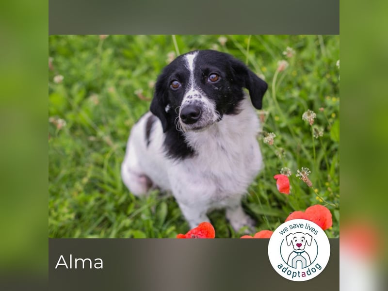 Alma sucht ein Zuhause