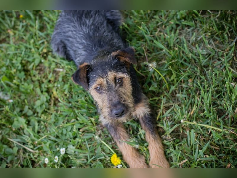 Percy sucht ein Zuhause