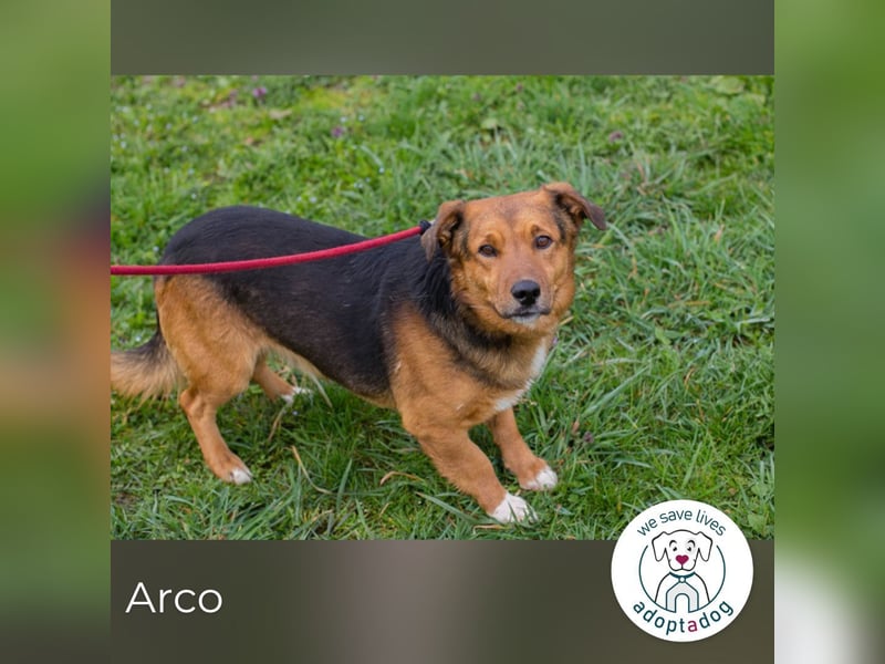 Arco sucht ein Zuhause