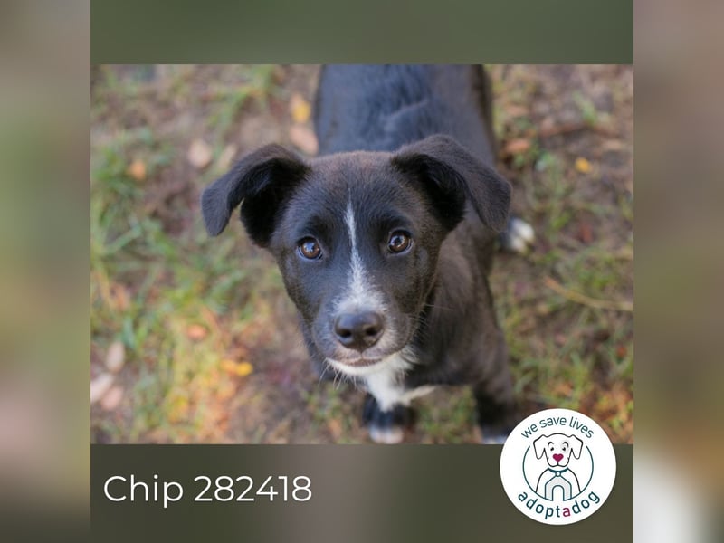 Chip 282418 sucht ein Zuhause