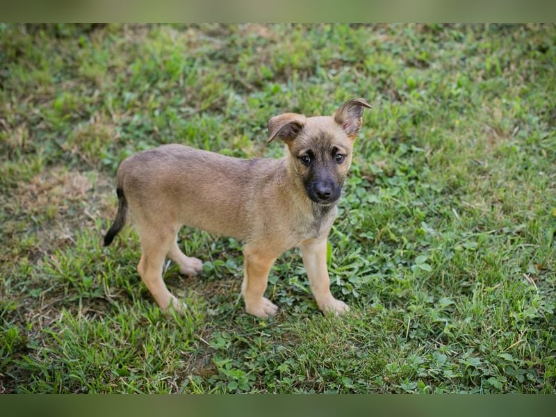 Chip 258583 sucht ein Zuhause