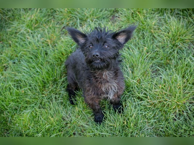 Grumpy sucht ein Zuhause