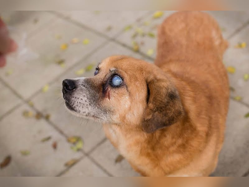 Benedict: Kleiner Kämpfer braucht Liebe