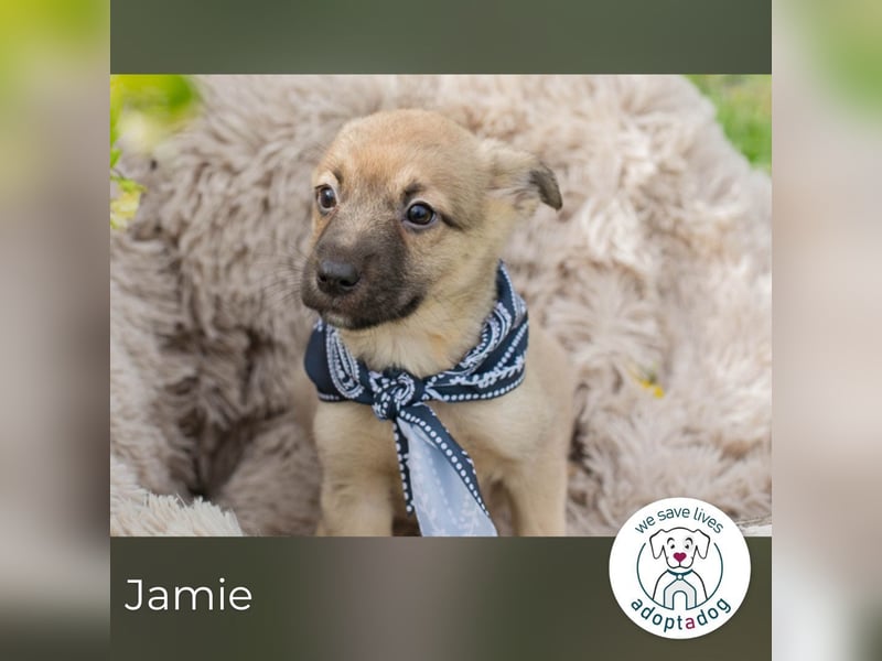 Jamie sucht ein Zuhause
