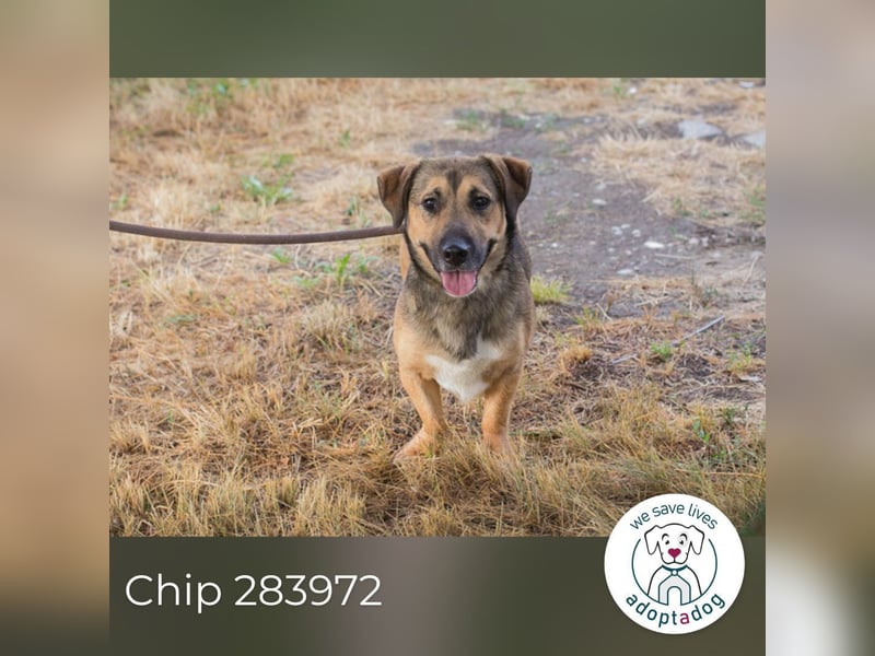 Chip 283972 sucht ein zu Hause