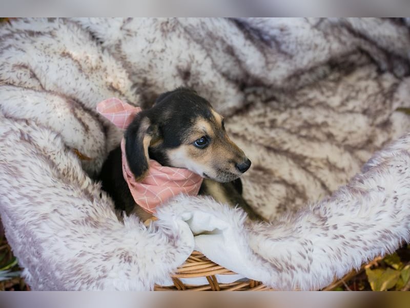 Chip 257113: Hundekind sucht ein Zuhause