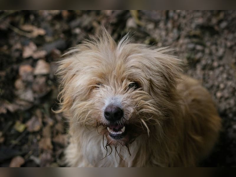 Chip 223139: Sucht ein Zuhause