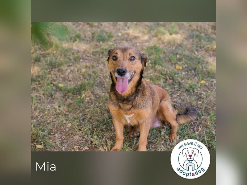 Mia sucht ein Zuhause