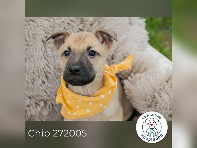Chip 272005 sucht ein Zuhause