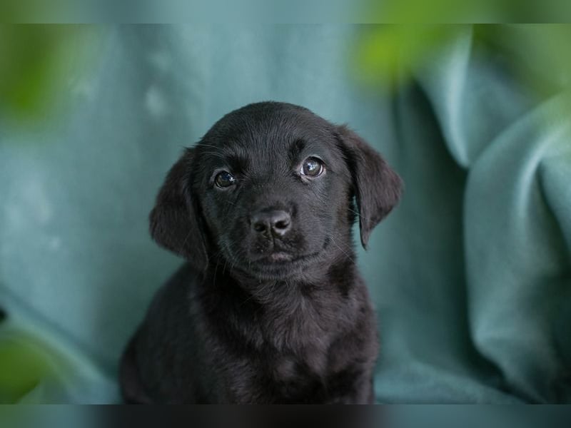 Chip 255286 sucht ein Zuhause