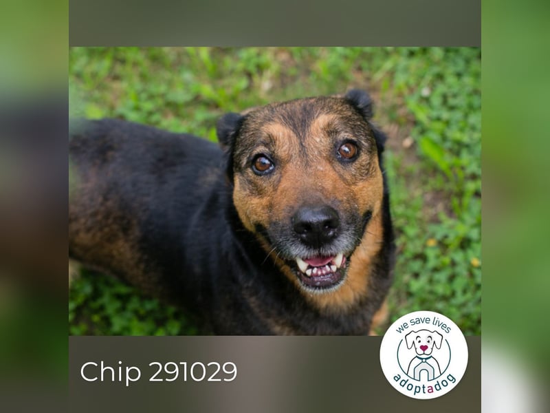 Chip 291029 sucht ein Zuhause