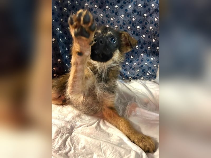Chip 284004 sucht ein Zuhause