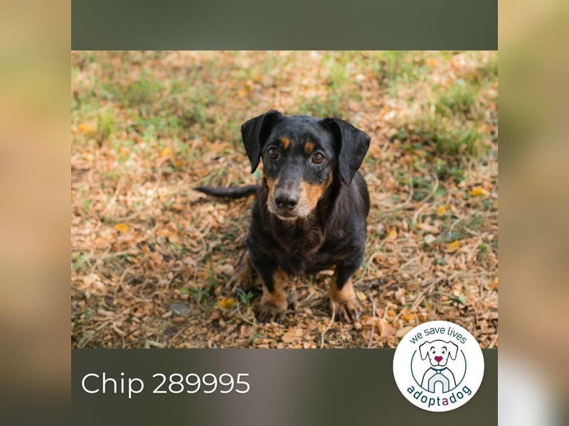 Chip 289995 sucht ein zu Hause