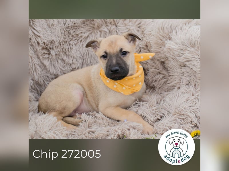 Chip 272005 sucht ein Zuhause