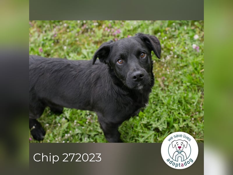 Chip 272023 sucht ein Zuhause