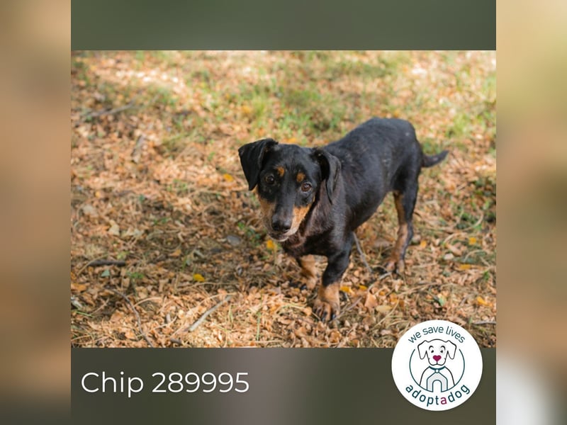 Chip 289995 sucht ein zu Hause