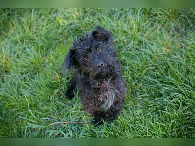 Grumpy sucht ein Zuhause