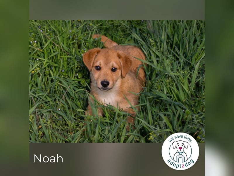 Noah sucht ein Zuhause