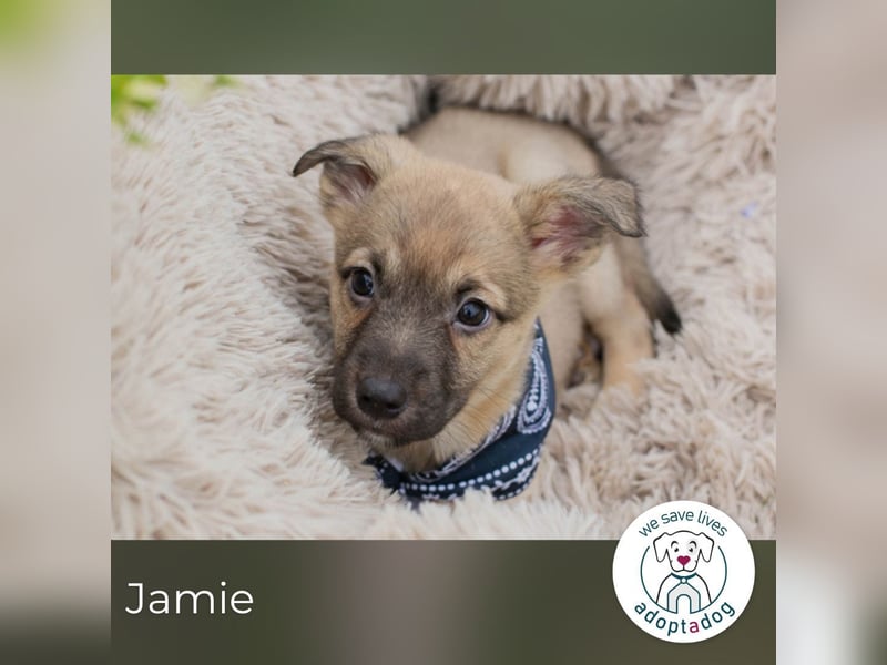 Jamie sucht ein Zuhause