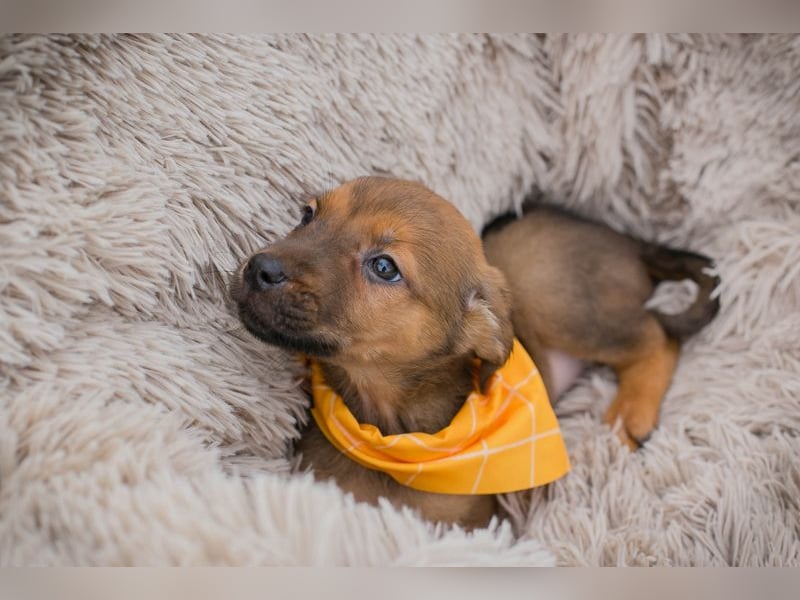 Chip 271439 sucht ein Zuhause