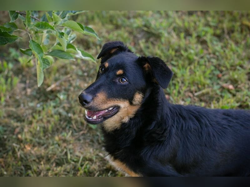 Chip 255969 sucht ein Zuhause