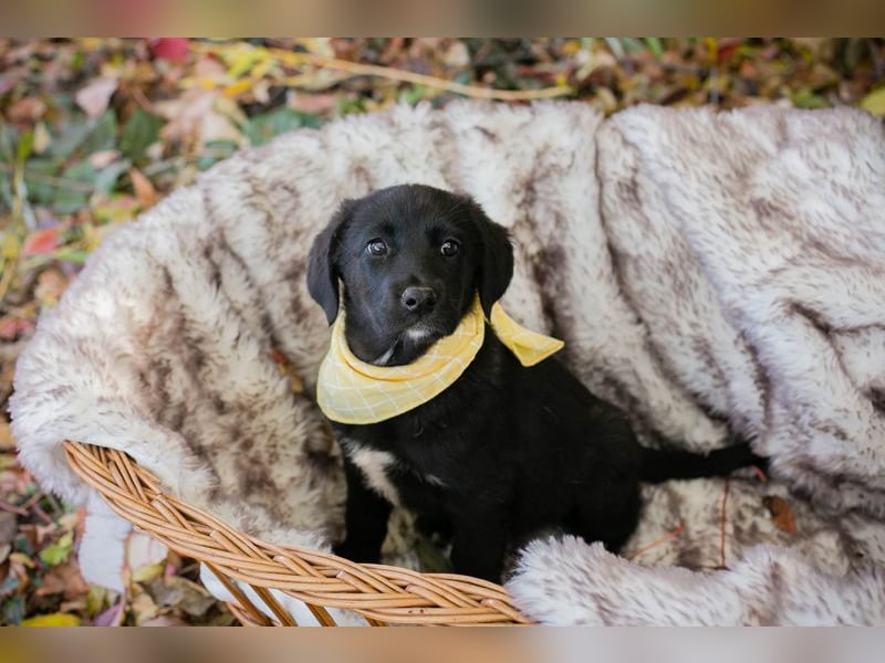 Chip 275179: Hundekind sucht ein Zuhause