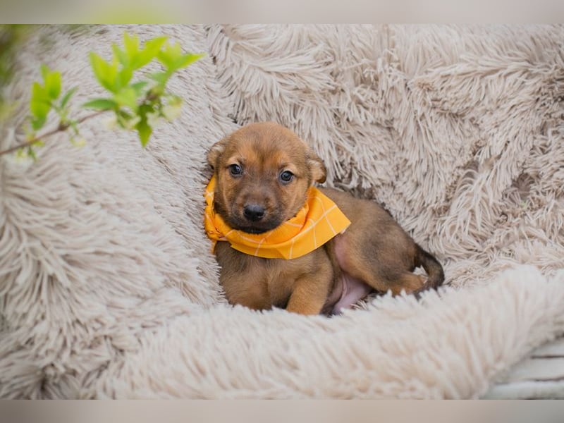 Chip 271439 sucht ein Zuhause