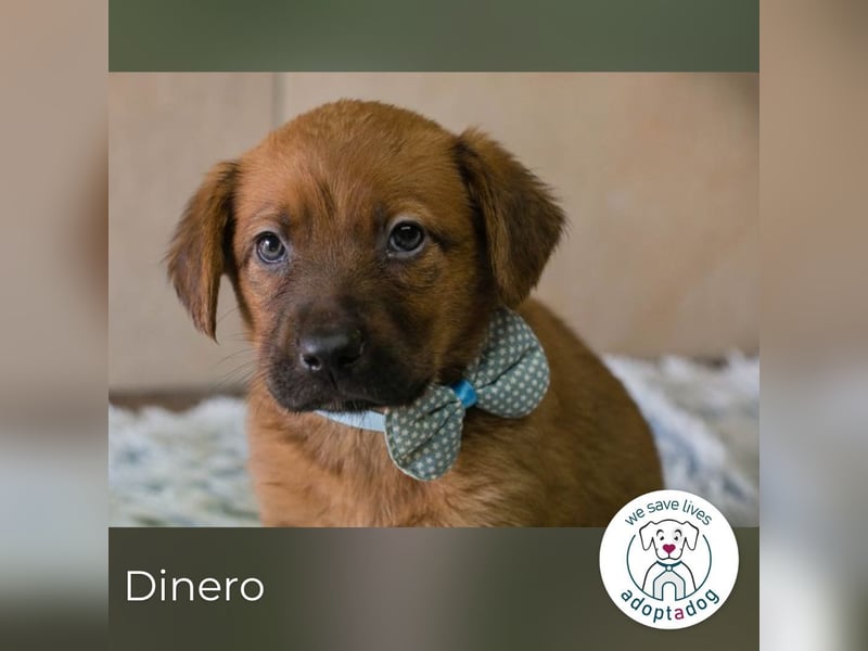 Dinero sucht ein Zuhause