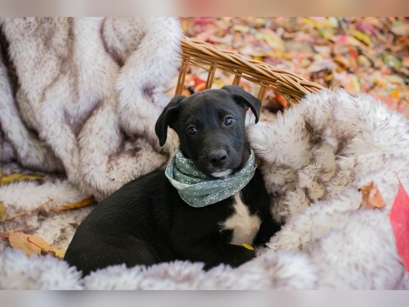 Milo II: Hundekind sucht ein Zuhause