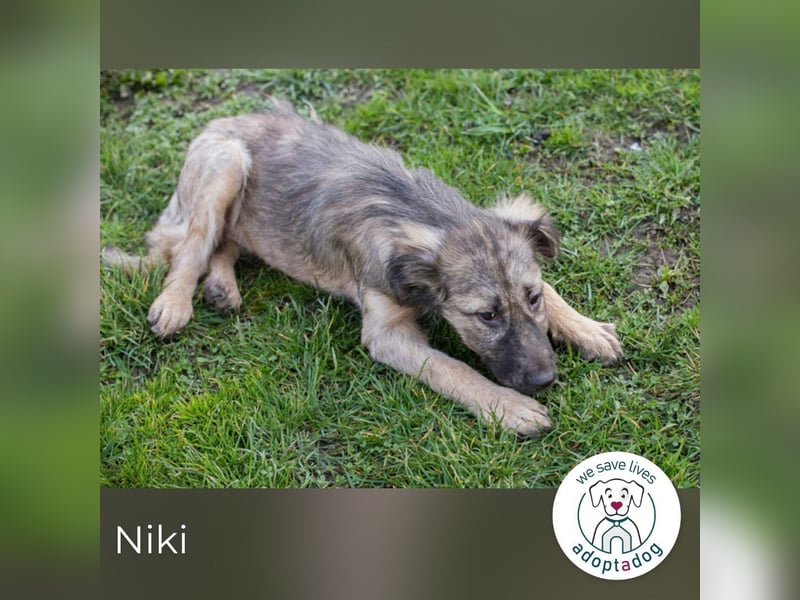 Niki kämpft sich ins Leben