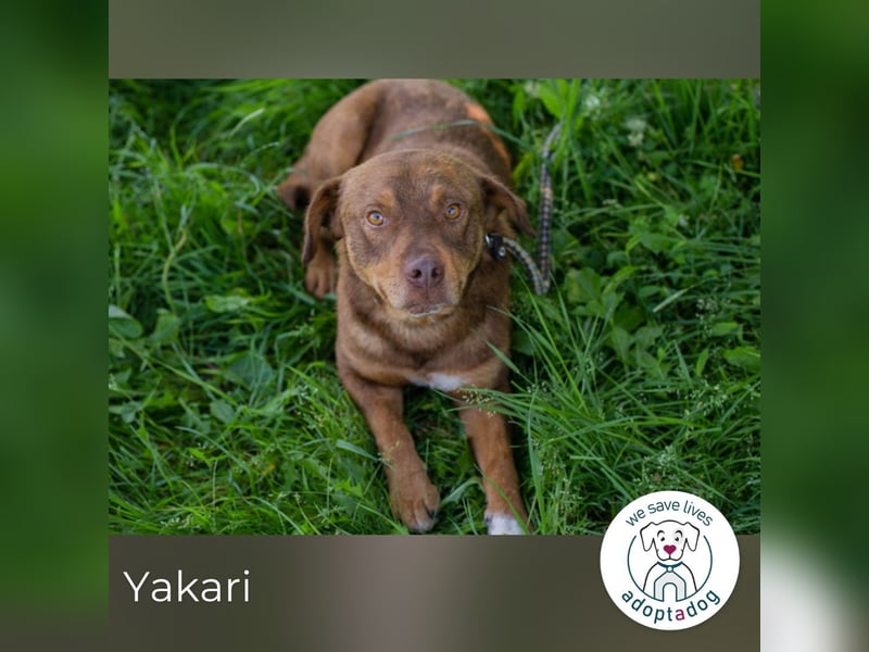 Yakari 264046 sucht ein zu Hause