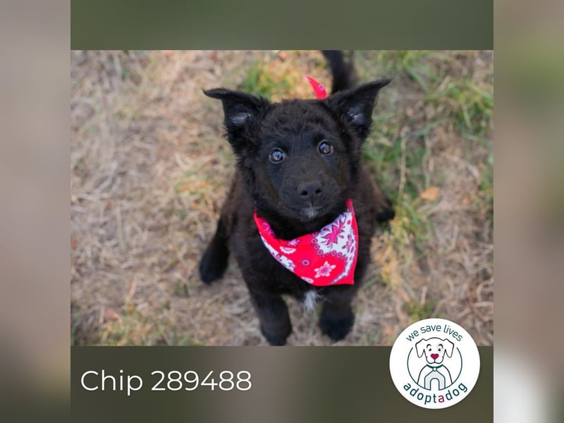 Chip 289488 sucht ein zu Hause