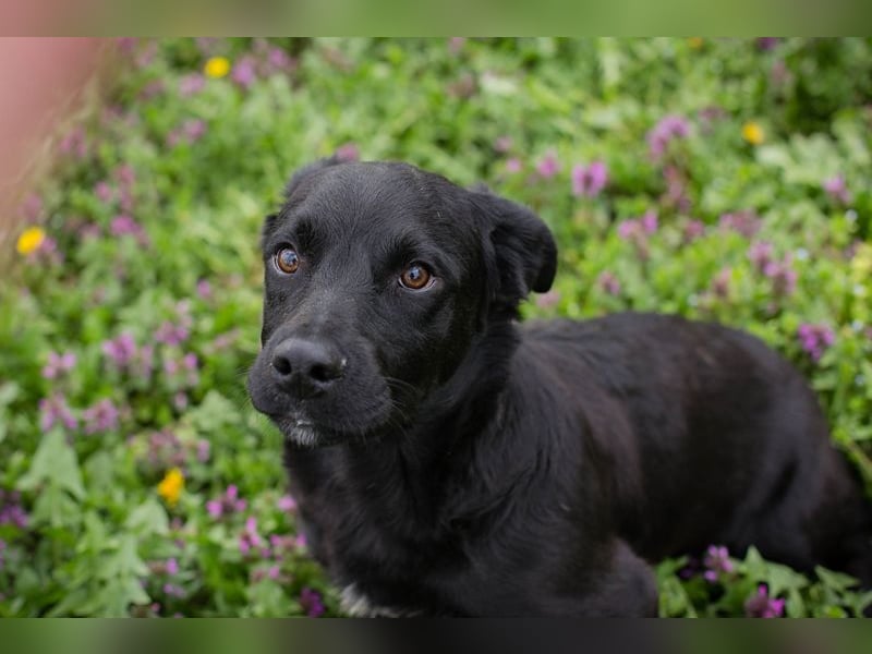 Chip 272023 sucht ein Zuhause