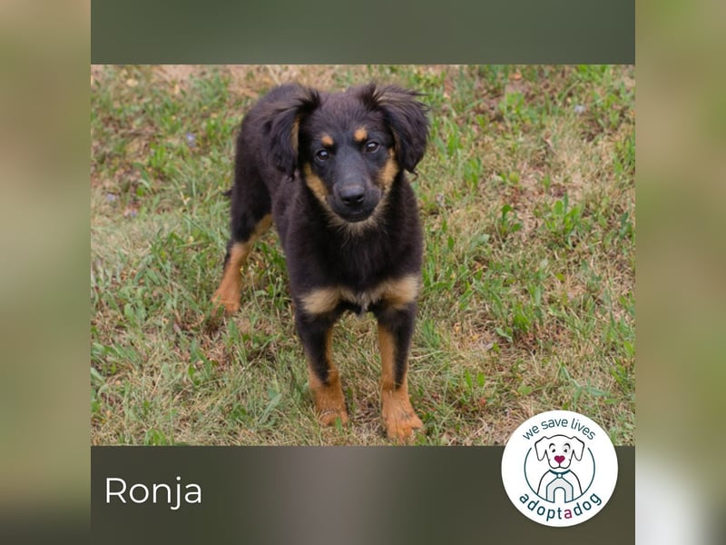 Ronja sucht ein Zuhause