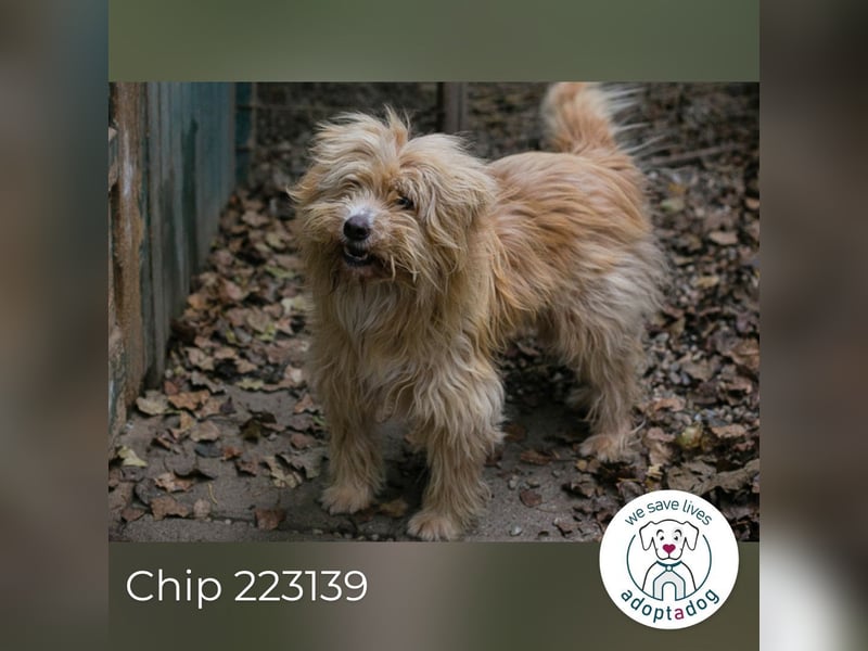 Chip 223139: Sucht ein Zuhause