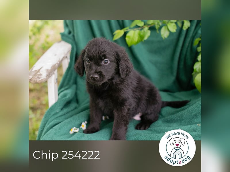 Chip 254222 sucht ein Zuhause