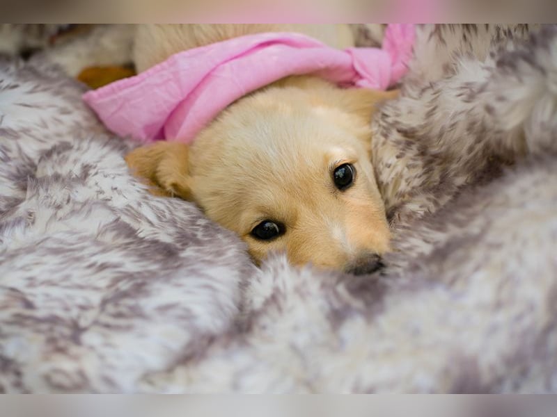 Chip 256635: Hundekind sucht ein Zuhause