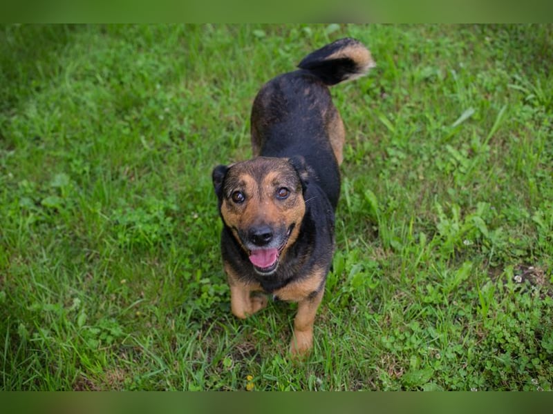 Chip 291029 sucht ein Zuhause