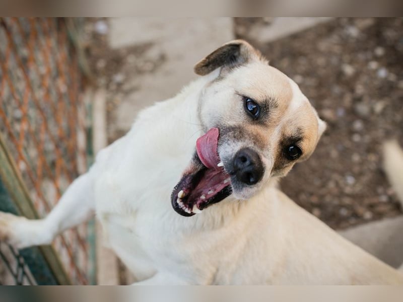 Chip 272077 sucht ein Zuhause