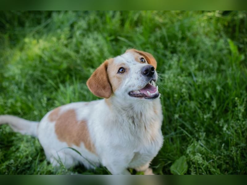 Biscuit sucht ein Zuhause
