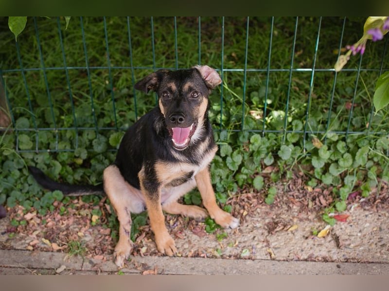 Thila sucht ein Zuhause