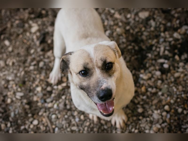 Chip 272077 sucht ein Zuhause